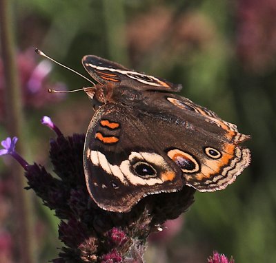 Common Buckeye