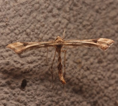 Plume Moth, Artichoke plume moth?