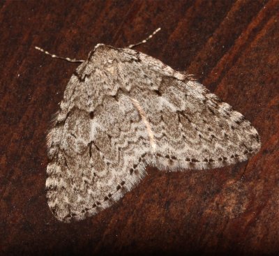 Oct 10 moth, Epirrita autumnata, 7433, Autumnal moth