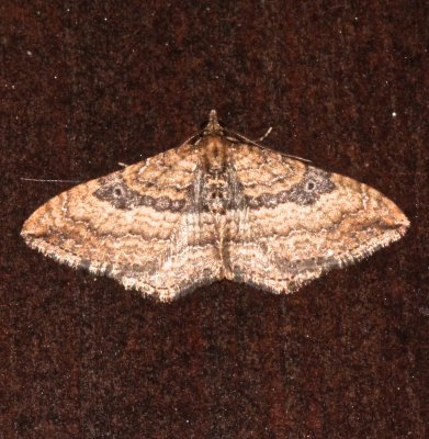 October 14 moth, Gem Moth, Orthonama obstipata