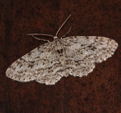 Small Engrailed Moth-Ectropis crepuscula