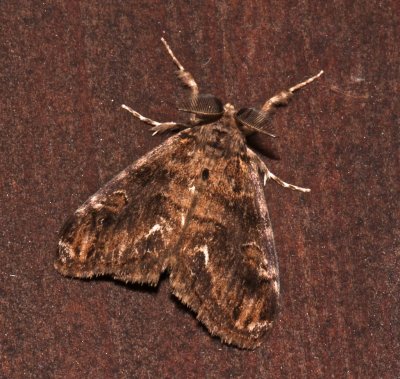 Definite Tussock Moth: Orgyia definita