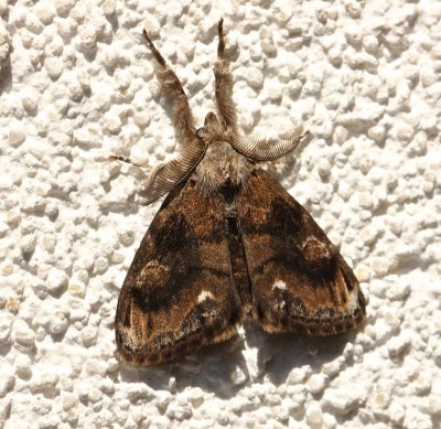 Definite Tussock Moth