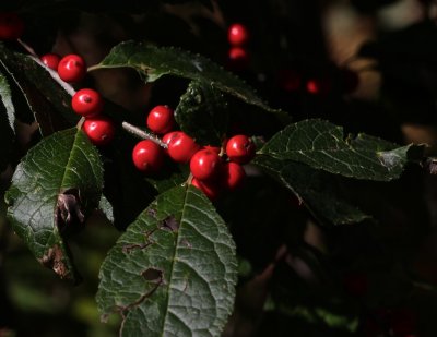 Winterberry