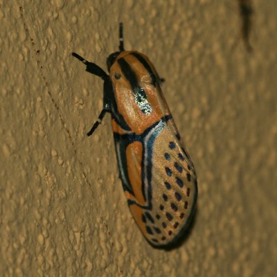 Moths Mexico
