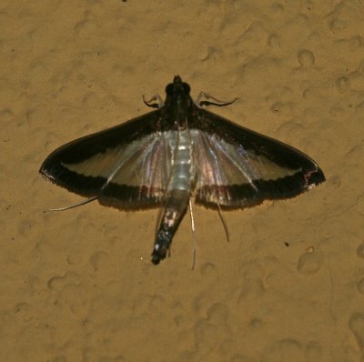 Mexico Moth 3