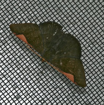 Mexico Moth 6 Sphacelodes vulneraria, 6800