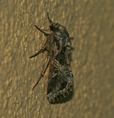 Mexico Moth 7