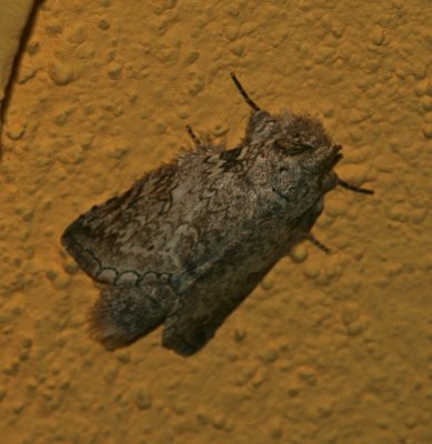 Mexico Moth 8