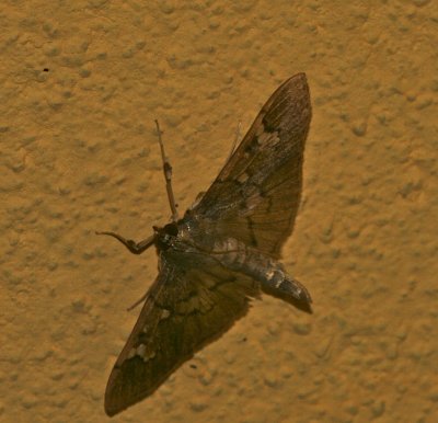 Mexico Moth 9