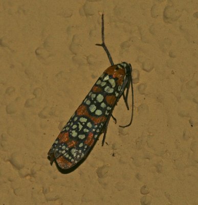 Ailanthus Webworm Moth, 2401, Atteva aurea