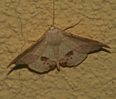 Mexico Moth 13