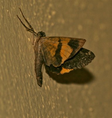 Mexico Moth 14