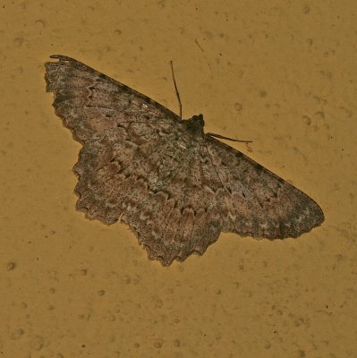 Mexico Moth 15