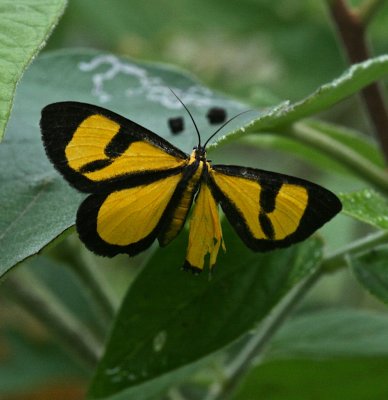 Mexico Moth 16