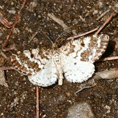 Powder Moth, Eufidonia notataria, 6638 E, Toms Bog