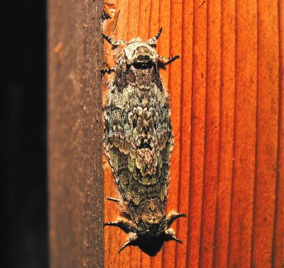 Mottled Prominent, Macrurocampa marthesia, 7975