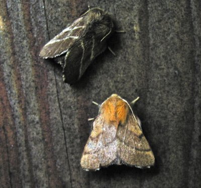 Forest Tent Caterpillar Moth, Malacosoma disstria, 7698, with Eastern Tent Caterpillar Moth