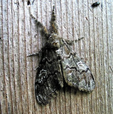 Northern Pine Tussock Moth, 8304, Dasychira plagiata
