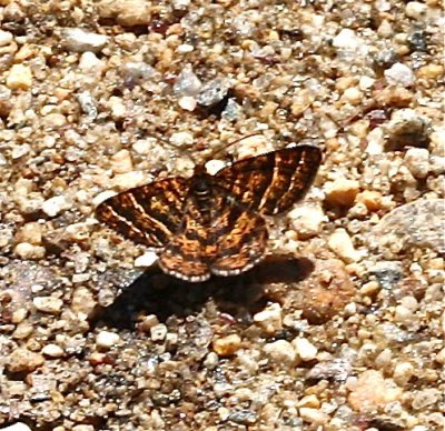 6321, Black-banded Orange or Variegated Orange Moth, Epelis truncataria
