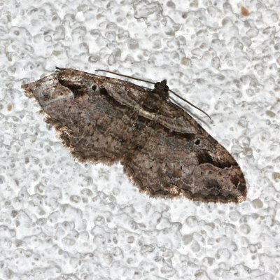 Bent Line Carpet Moth, 7418