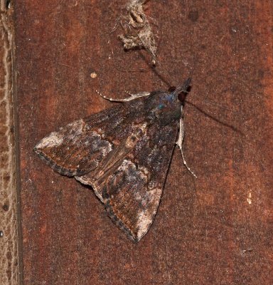 Hypena scabra 8465 Green Cloverworm Moth