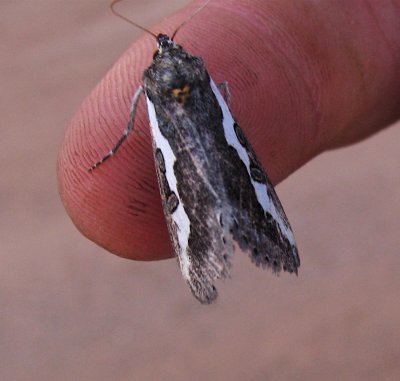 E gloveri, Purslane Moth