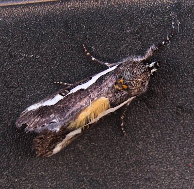Euscirrhopterus gloveri, 9307, Arizona
