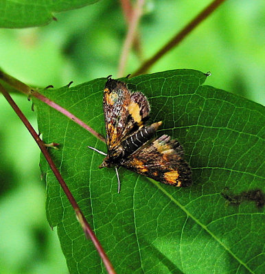 Pyrausta orphisalis, Orange Mint Moth, 5058