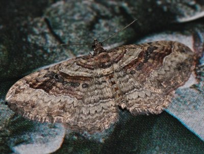 Bent-line Carpet Moth, 7418, Costacoconvexa centrostrigaria