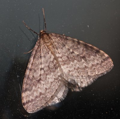 Bruce Spanworm Moth, Operophtera bruceata, 7437