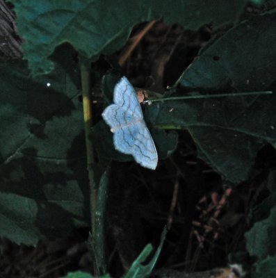 Large Lace-border Moth, Scopula limboundata, 7159 E