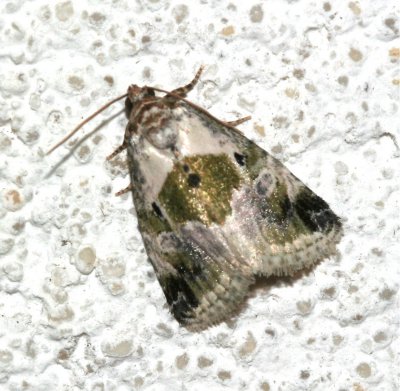Black-dotted Lithacodia, 9049
