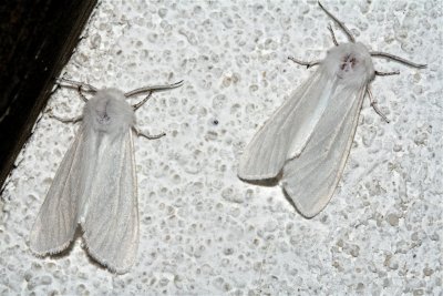 Fall Webworm Moth, Hyphantria cunea, 8140