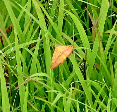 Chickweed Geometer Moth Haematopsis grataria 7146