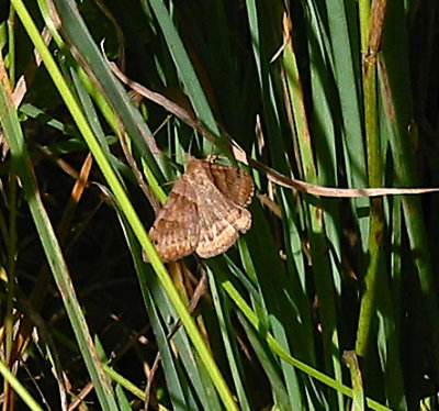 Forage Looper Moth, female, (Clover Looper Moth?)