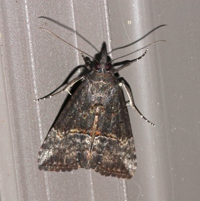 Hypena scabra 8465, Green Cloverworm Moth