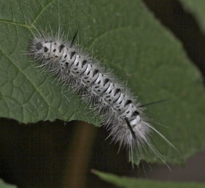 Hickory Tussock Moth Cat