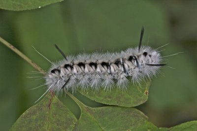 tussock cat 3