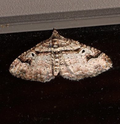 Bentline Carpet Moth