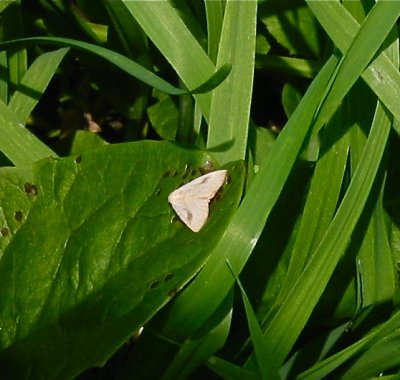 Spotted Grass Moth, Rivula propinqualis, 8404