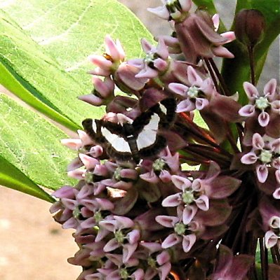 Common Spring Moth, Heliomata cycladata