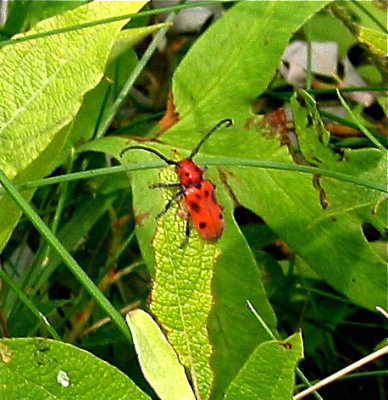 Red Milkweed Beetle, Tetreopes trophthalmus