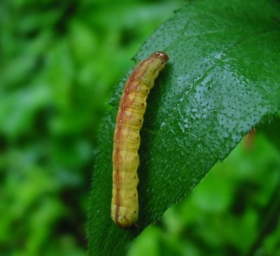 Larva 1