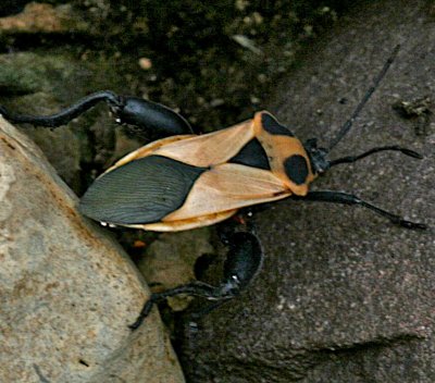 bug Mexico