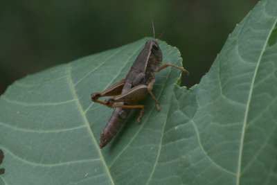 Grasshopper Mexico