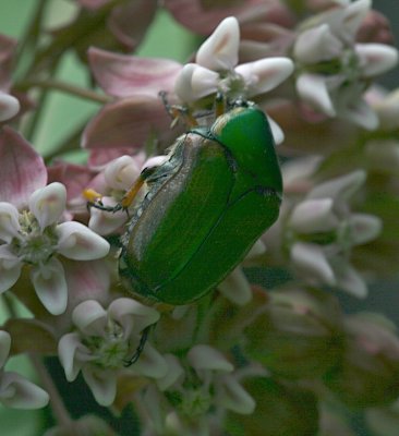 Green June Beetle, Cotinis nitida