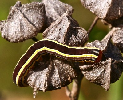 Striped Garden Caterpillar, Trichordestra legitima