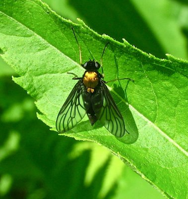 Golden-backed Snipe Fly, Chrysopilus thoraceus
