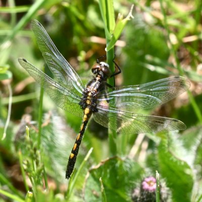 Dot-tailed Whiteface